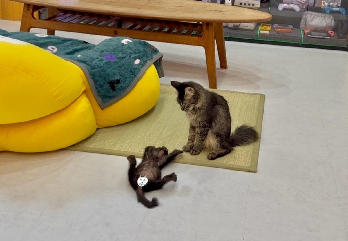 omochi_nam01's tweet photo. 敵意がないことを、ヘソ天でアピールするごまちゃん(1ヶ月オス) https://t.co/LPoSlNEOvT