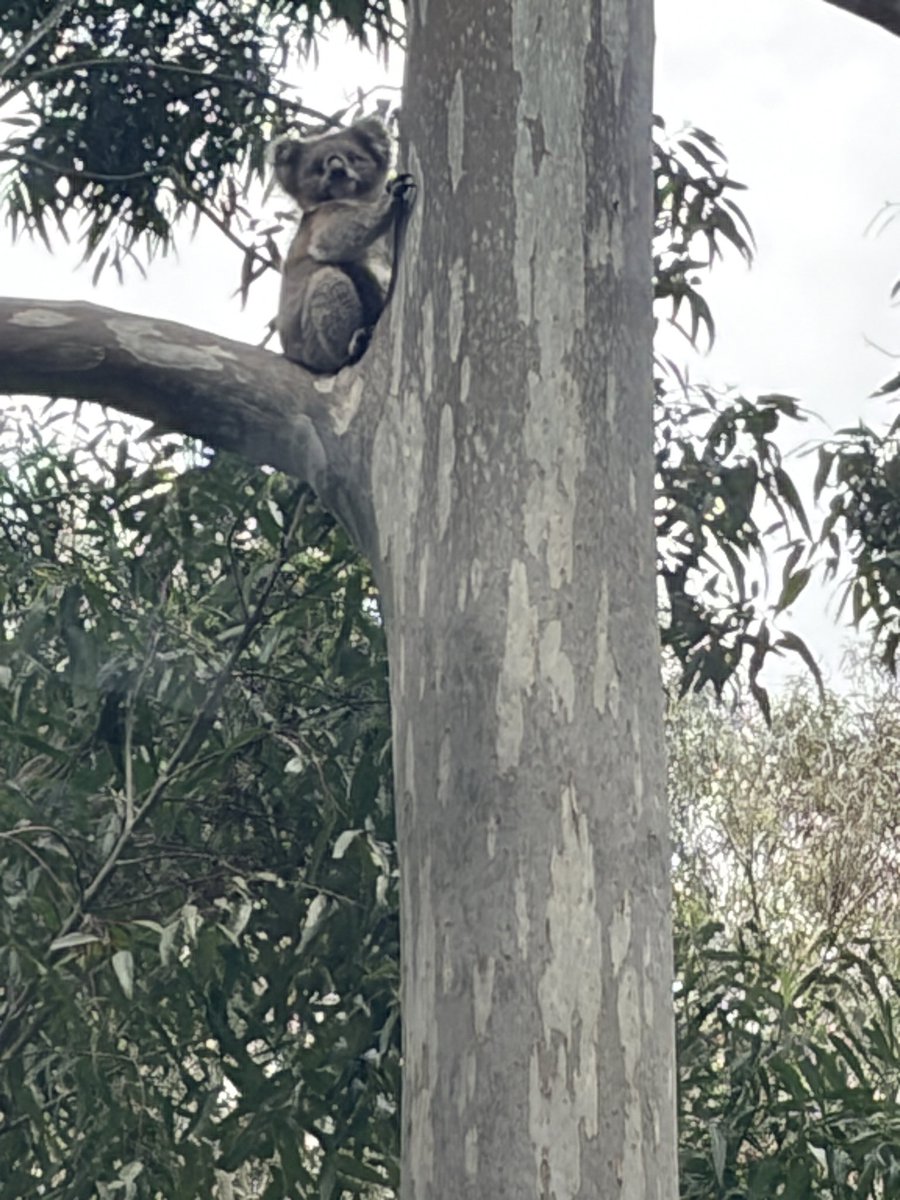 Kangarooei's tweet photo. Good night @Kangarooei followers. Many followers would have heard about Kevin the Koala who lives here with his partner Audrey. Here is their son who is climbing a Manor Gum I planted 40 years ago for the Koalas, one of their favourites to eat. Happy for the night. Sleep well. 🦘 https://t.co/0D8OIZAeoQ
