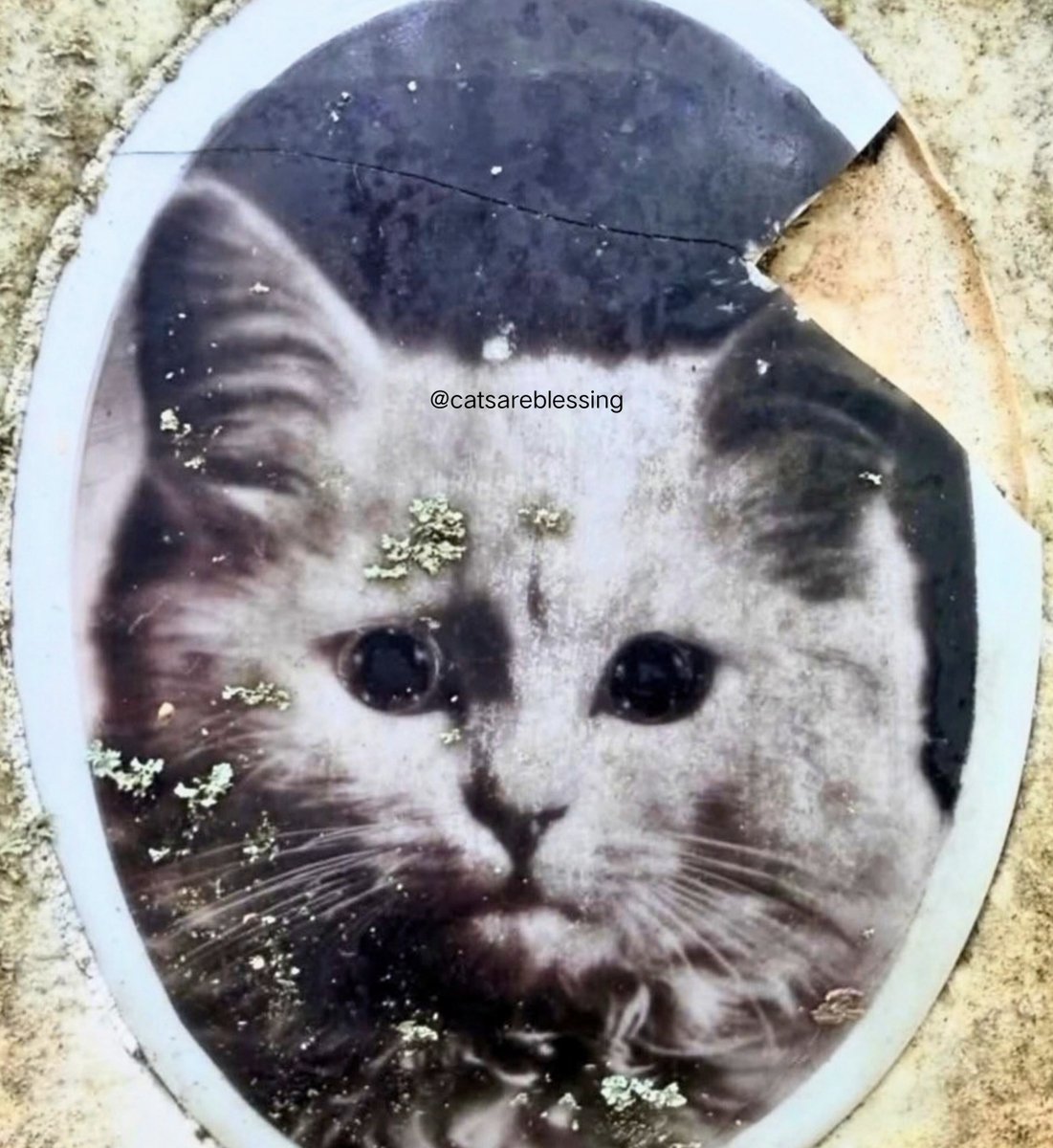 catsareblessing's tweet photo. AN 80-YEAR-OLD GRAVESTONE WITH THE PHOTO OF A KITTEN BORN IN 1920 SHOWS HOW MUCH HE WAS LOVED https://t.co/9KPx4xugpq
