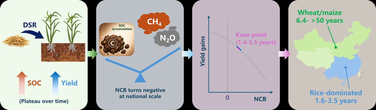 GlobalChangeBio's tweet photo. RESEARCH ARTICLE
Long‐Term Sustainability of Direct Straw Return Challenged by Soil Carbon Saturation and Emission Trade‐Offs 
🔗 https://t.co/fp4haBUuT9 https://t.co/8VI4GXUgQL
