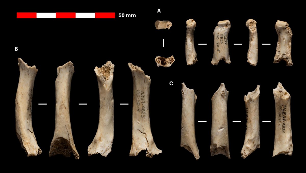 ivandiazsm's tweet photo. El reciente hallazgo de los primeros restos neandertales en la cueva de Abauntz (Navarra) ha sido divulgado por el Centro Nacional de Investigación sobre la Evolución Humana (CENIEH). El descubrimiento confirma la presencia de ocupaciones musterienses en este enclave estratégico, https://t.co/2YdYAGzv9Y