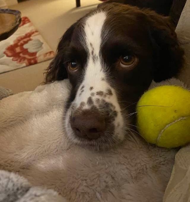 adrienneauthor's tweet photo. My #tuesnews @RNATweets?
Can't wait to share my latest novel with you all ... still #hush #hush but I can say it's called #MysteryoftheMidnightMadonna 
⭐️A new genre! ⭐️Set in glorious south Devon! ⭐️In 1939⭐️There's a murder ... and a very clever spaniel, a lot like this one! Watch this space! 📚✍️