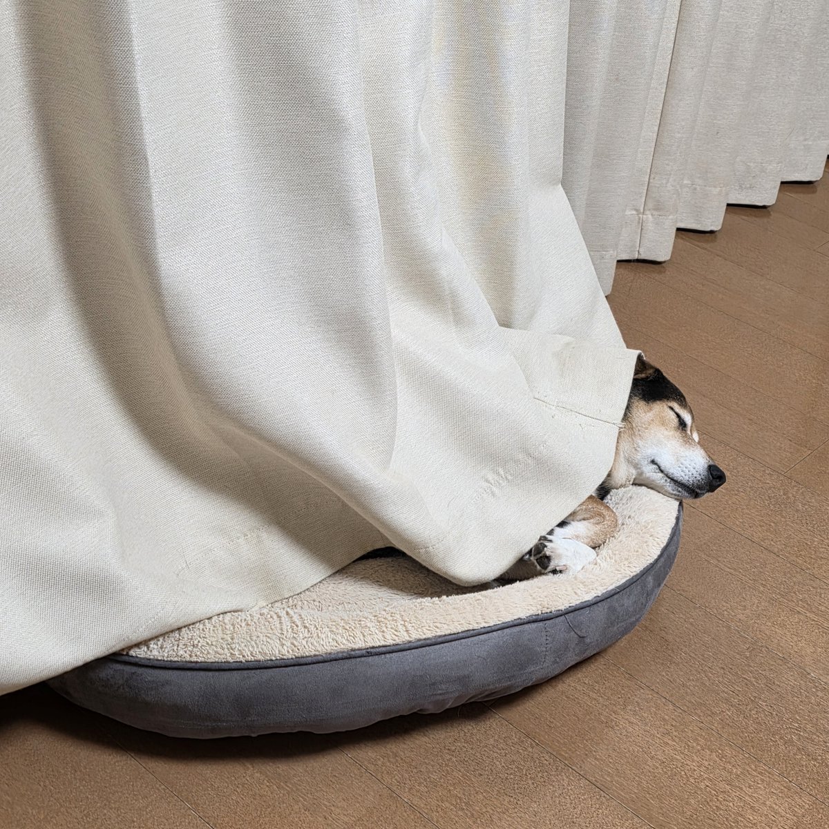 maro_wan_0930's tweet photo. おやすみ(-_-)zzz https://t.co/wssDLsHcBR