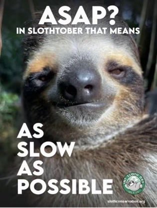 PipsMiniTwee's tweet photo. Happy International Sloth 🦥 Day 🫶

#Slothtober #InternationalSlothDay
#SlothsWildAndFree

@SlothCon https://t.co/zQpGxoCA3Q