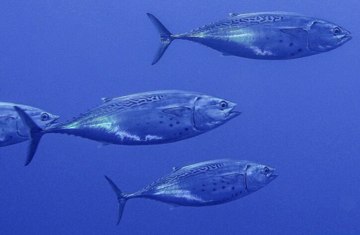 IPesqueras's tweet photo. #Investigación | La bacoreta engloba dos especies distintas en el Atlántico y el Mediterráneo: un estudio revela la necesidad de cambios en materia de gestión

https://t.co/zQCqqRFm45 https://t.co/u3KTAybi9y