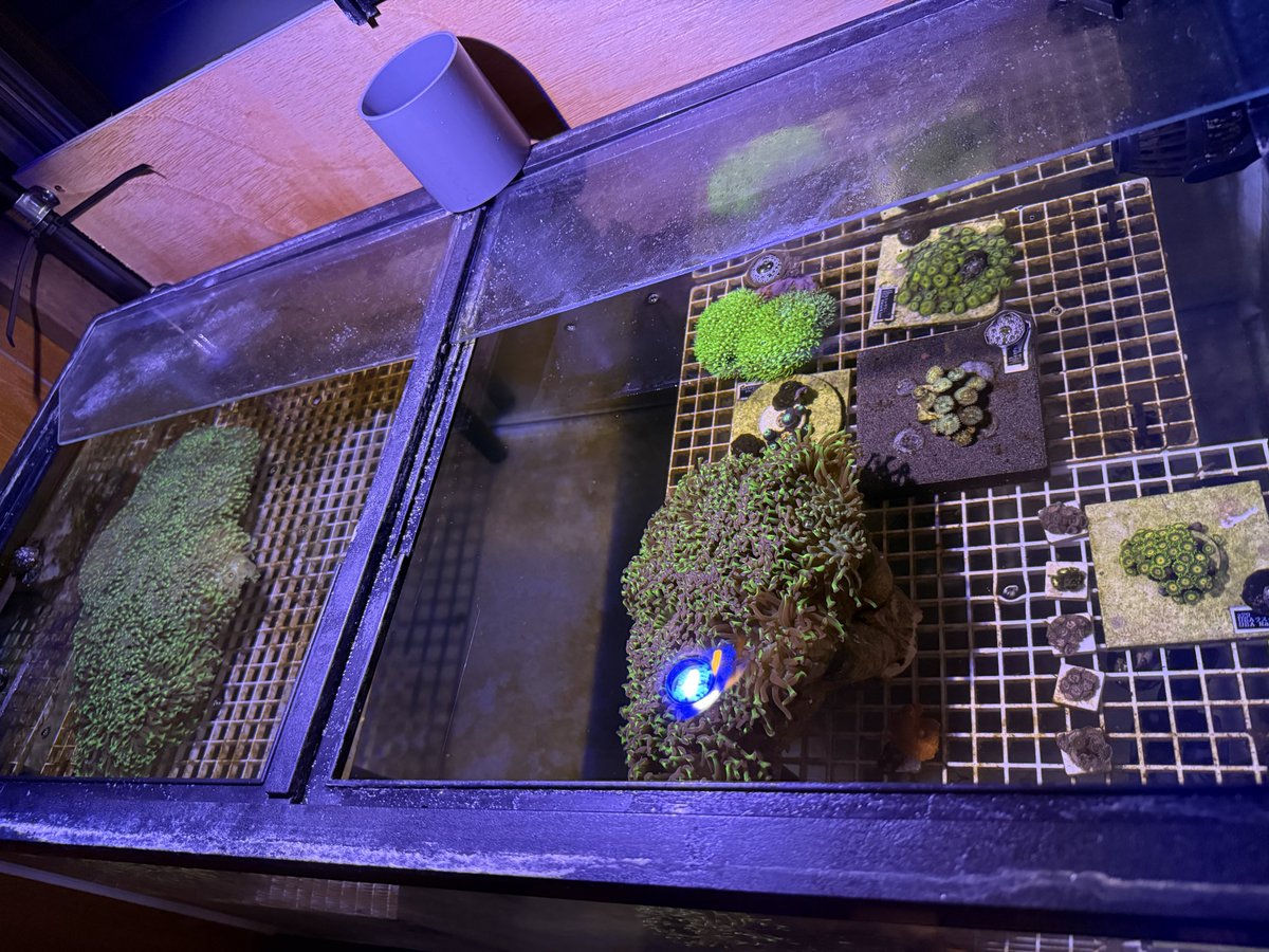 berurin0511's tweet photo. 立ち上げから15日の水槽、、、
･水換えなし
･大型のナガレハナ2つ
･マメスナ少々
･スタポ
･濾過無し
･殺菌灯24w
･ＶｅｓｔａＷａｖｅ　ＶＷ０8Ａ
･コケ取り貝20位

なぜ硝酸塩が減っていく？ https://t.co/f6yJS0TVIf