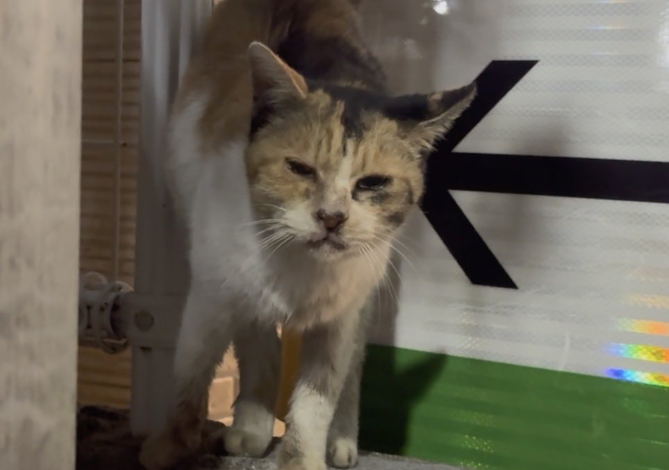 vincent088's tweet photo. @kinkan_026 お久しぶりです
お久しぶりで唐突なのですが、猫飼いたい知り合いとかいないですか…

TNR予定なのですが、ちょっと状態がよくないのと、たぶんシニア期に入ってそうなので
残りはお家の中で過ごしてほしくて 
里親になってくれる人を探しています… https://t.co/qLGMh7USho