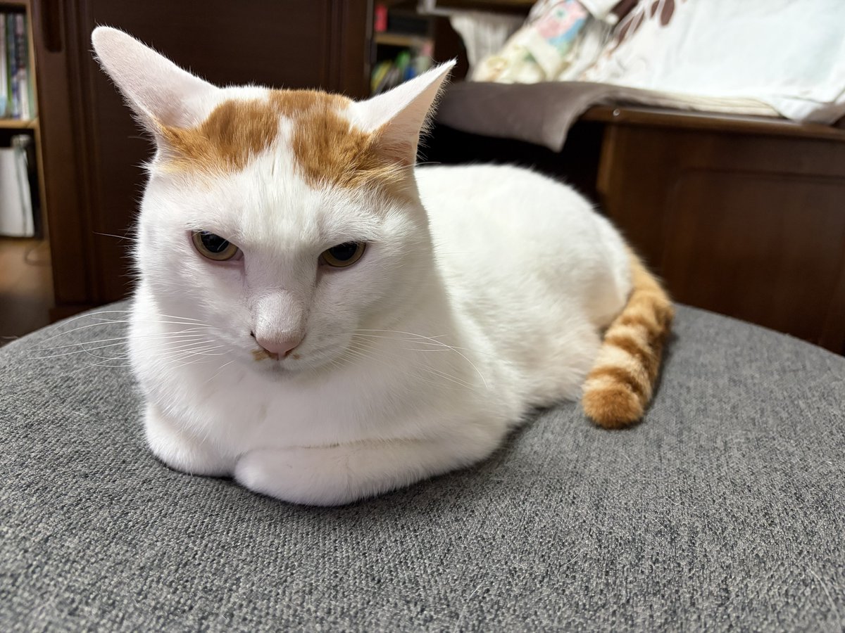 _m90nem's tweet photo. ママにオフトゥン取られてお怒りのねこ https://t.co/FMyjxrVzxC