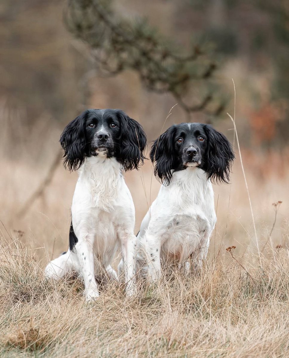 chiendechasse_'s tweet photo. Brushing d'oreilles au top !! 😅

#JaimeMonChien #ChienDeChasse #ChienDeVie #VieDeChienDeChasse #ChassePartage #Chasse #Passion https://t.co/MgLyF8usKL