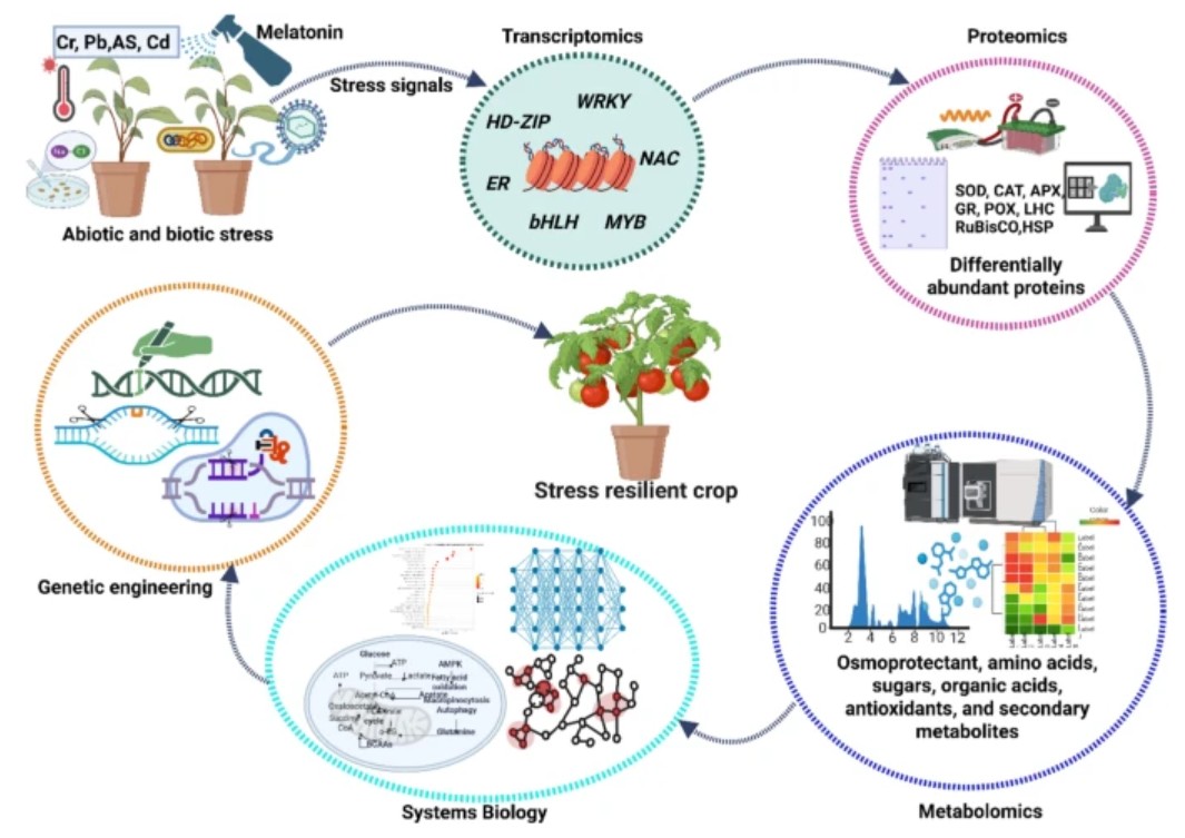 PlantCellRep's tweet photo. NEW ONLINE: Melatonin-mediated metabolic reprogramming and stress adaptation in plants https://t.co/O6ctxAQzfW https://t.co/Hs64S9OSUK
