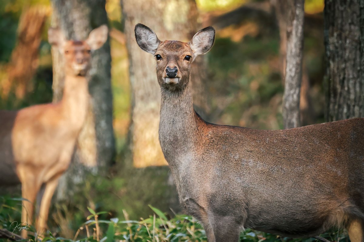makepocket's tweet photo. 先日、遭遇したシカファミリー🦌 https://t.co/5FhWVHmkzk
