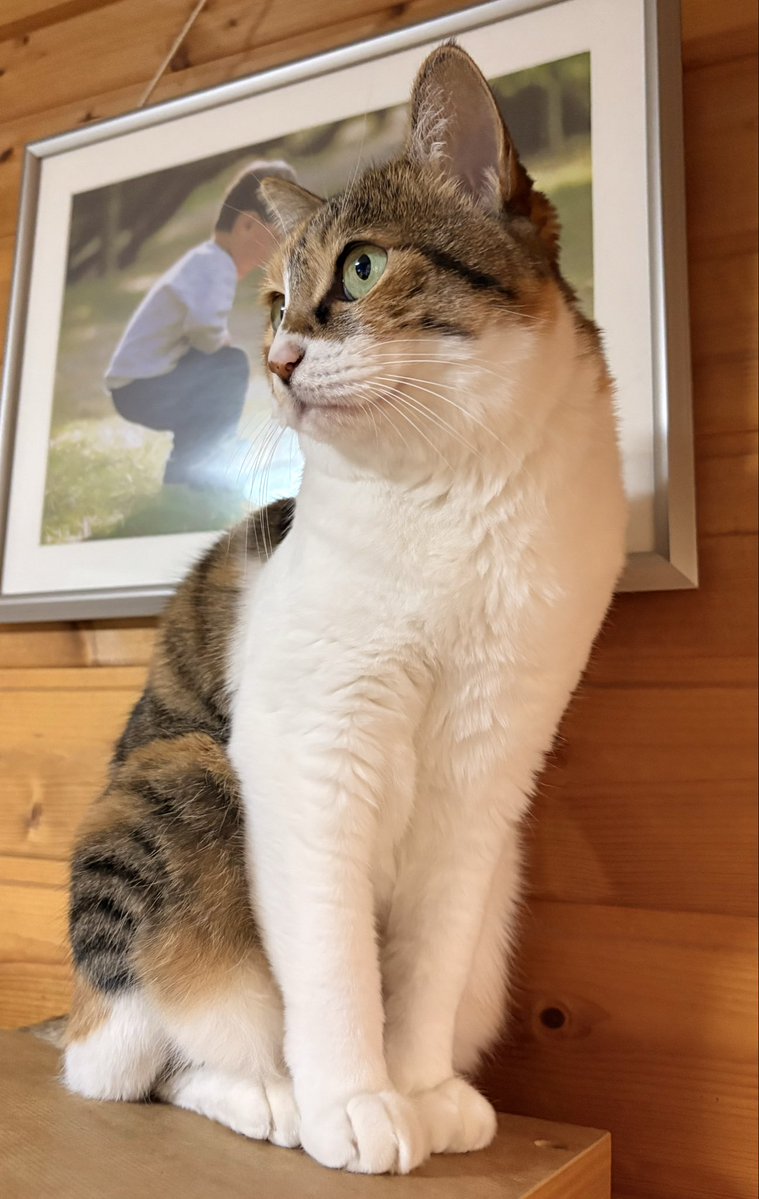 ofukufo's tweet photo. 私の相棒🐈✨
今日はこれでもまだマシな📷‼️
😺写真は上手に撮るのが難しいです🤨
呼んでも📷目線はしてくれません…

いつも本棚の上から一緒に📺見ます😄
お気に入りは…
『ライオンキング🦁』
仲間が分かるのか、ずっと目線は📺に釘付けです🤣w https://t.co/AEzJc3oknS