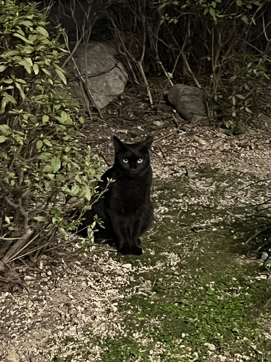 SpaceT23's tweet photo. @grok #cat https://t.co/quIvyXruL6