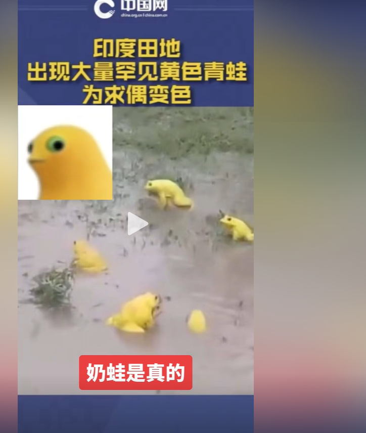 GETGEORGEMEME's tweet photo. 黄金奶娃本体终于现世了。抖音 小红书 中国网 都有相关的报道 
印度田里那只为求偶变色的黄色青蛙，就是咱们奶娃的真身。奶蛙本想是求个偶。最后求成黄金了。黄金奶娃本体落地，市值直接对标顶级 meme。     XAUT发射黄金奶娃        https://t.co/UPGCkD9Oy4 https://t.co/7BVkfE8HYY