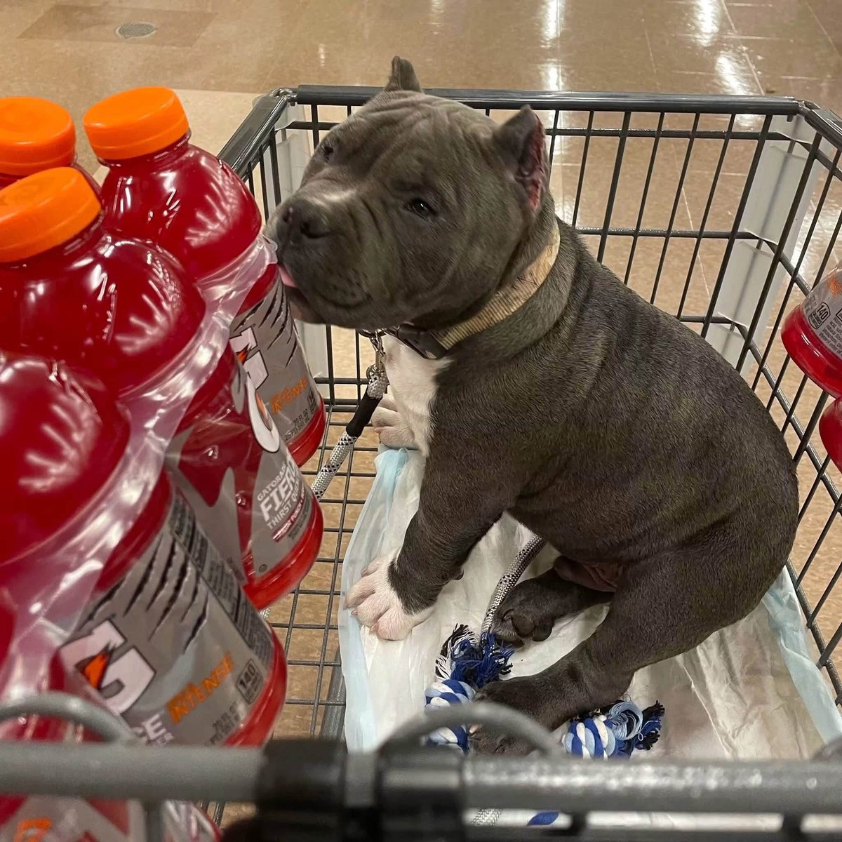 animalshelterr's tweet photo. Goodnight everyone and sweet puppy dreams! We wuvs you all bunches!

#americanbully #americanbulldog #pocketbullies #americanpocketbully #spoileddogs #dogmom #dogmomlife #dogdad #dog #doglove #bullypuppy #bullydog #puppylife #puppylove #puppylovers #EndBSL #dontbullymybreed #pet https://t.co/0U8wL5tlEa