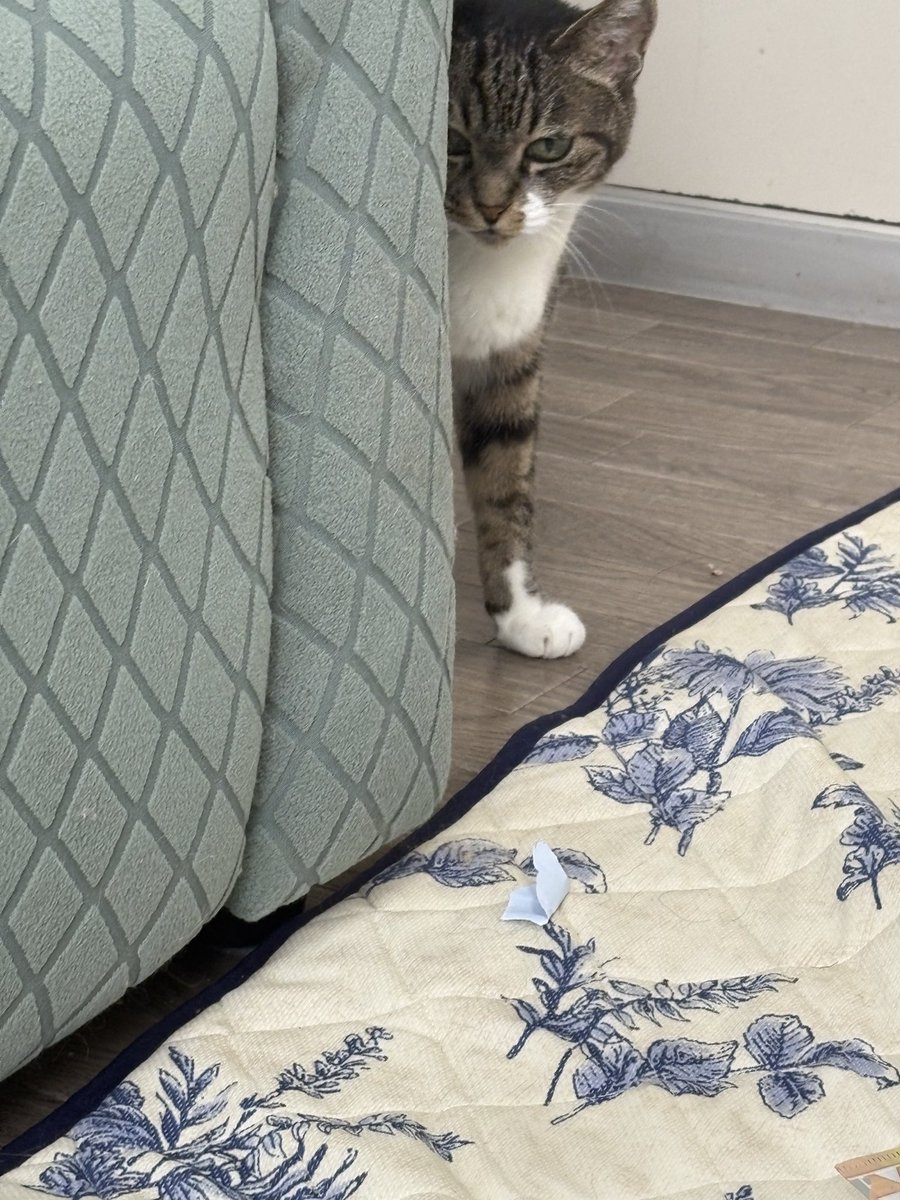 ainsyutain0518's tweet photo. チロちゃんが逃げ出して2ヶ月経ちました
まだ見つかってません
見かけた方は情報提供お願いします
去勢手術してます
他の家に餌を貰いに行ってる可能性もあるかもしれないので見かけた方は連絡お願いします
小倉南区湯川新町1丁目付近で逃げ出しました#拡散希望
#迷子猫
#キジ白猫
#湯川新町1丁目付近 https://t.co/Lz97xZJY4f