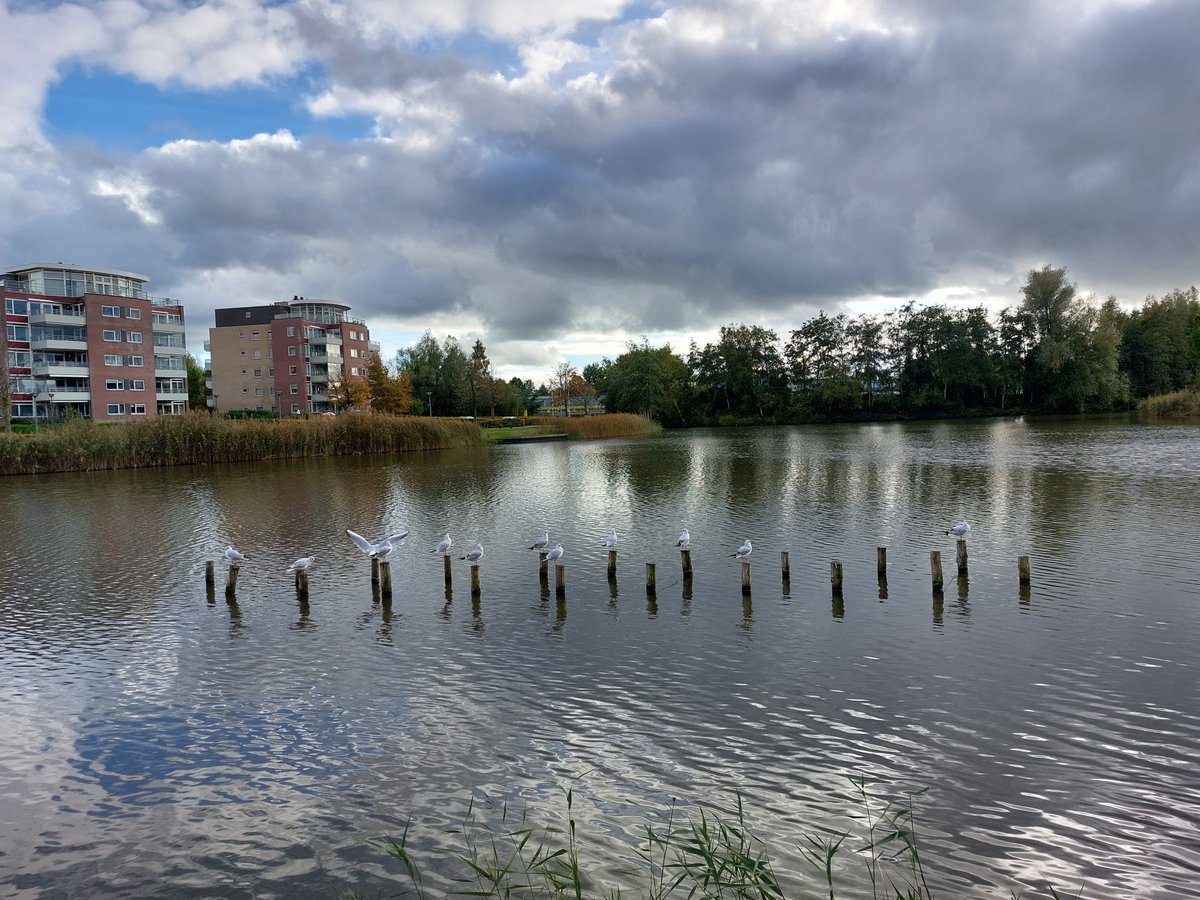 CobiPoel's tweet photo. #fot_O_ktober dag 20 #paal @jolandabrwr https://t.co/Qf6BD4yAYl
