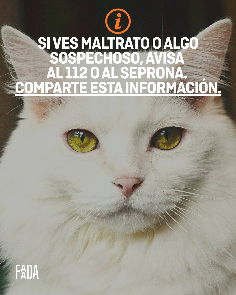 FAADAorg's tweet photo. 🚨🐈Cada año, por estas fechas cercanas a Halloween, las protectoras extreman las precauciones con los gatos negros y blancos.

Guarda este carrusel y compártelo: puede ayudar a proteger a muchos. 🐾 https://t.co/x1iSIJZcmQ