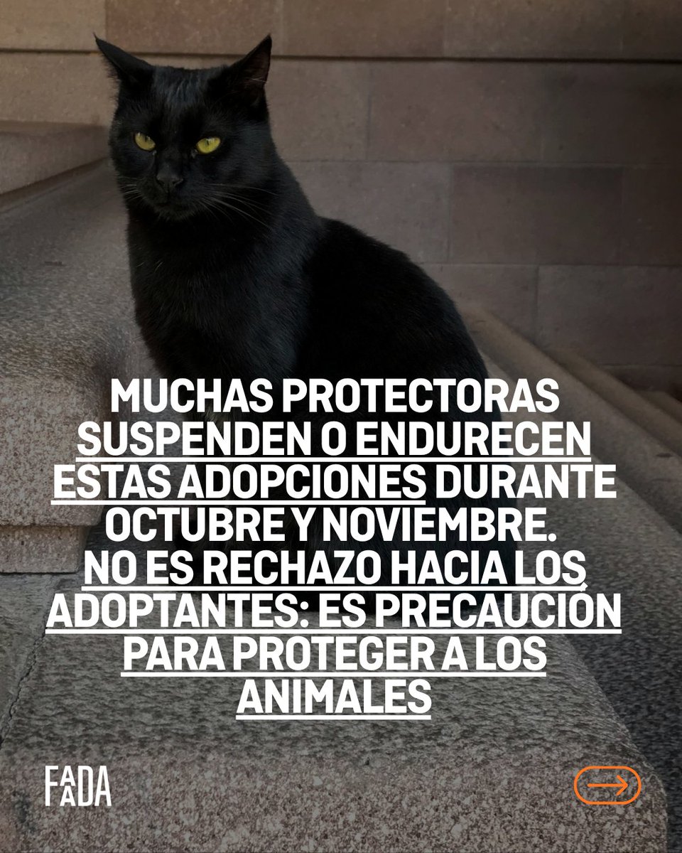 FAADAorg's tweet photo. 🚨🐈Cada año, por estas fechas cercanas a Halloween, las protectoras extreman las precauciones con los gatos negros y blancos.

Guarda este carrusel y compártelo: puede ayudar a proteger a muchos. 🐾 https://t.co/x1iSIJZcmQ