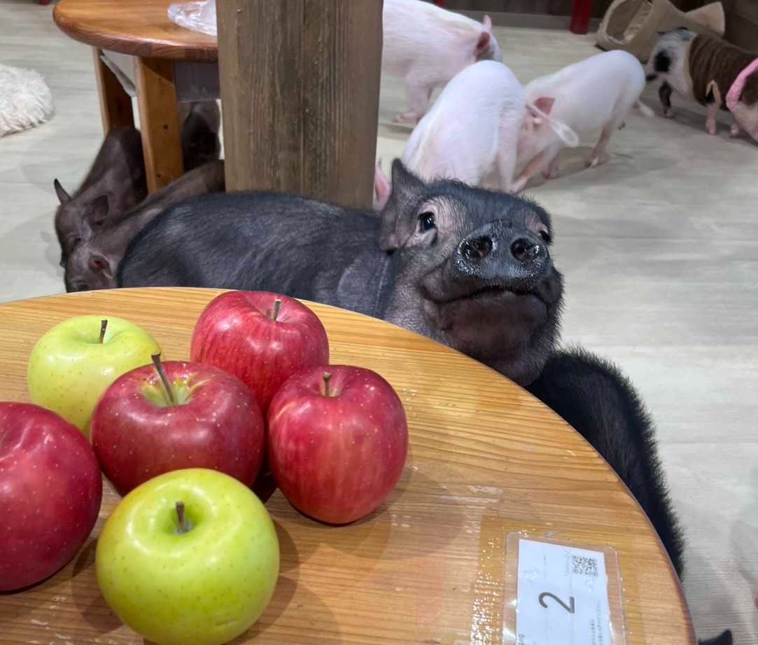 mipigcafe's tweet photo. 【幕張店】
お客様より、差し入れいただきました🫶
ありがトンございます🐷🍎✨

#mipigcafe #micropig #マイクロブタ #マイクロブタカフェ #差入れ #感謝 https://t.co/ej1H0uGsUZ