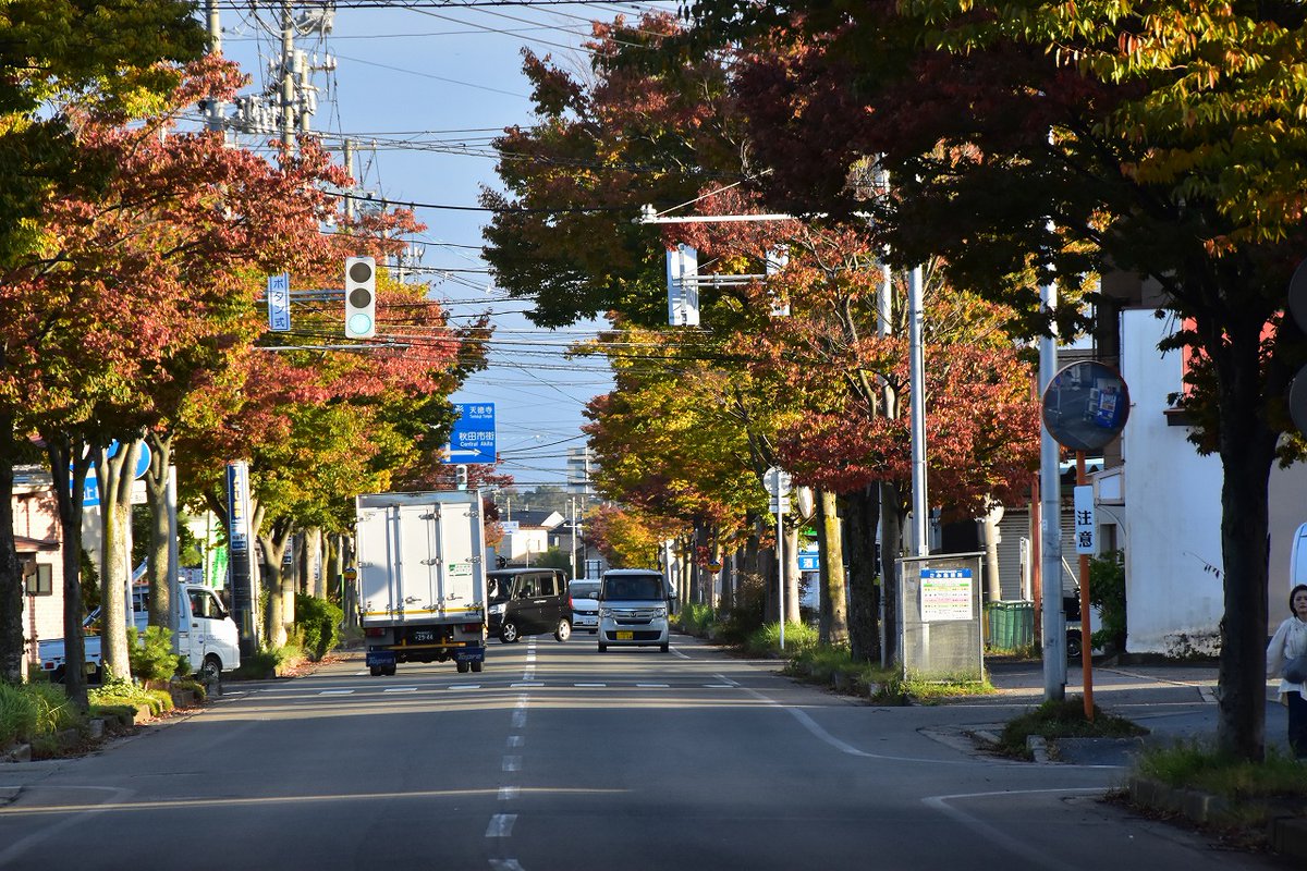 44982441shimu's tweet photo. 秋田市外旭川、天徳寺通りの
けやきとイチョウの紅葉 https://t.co/NpgOR4hXwf
