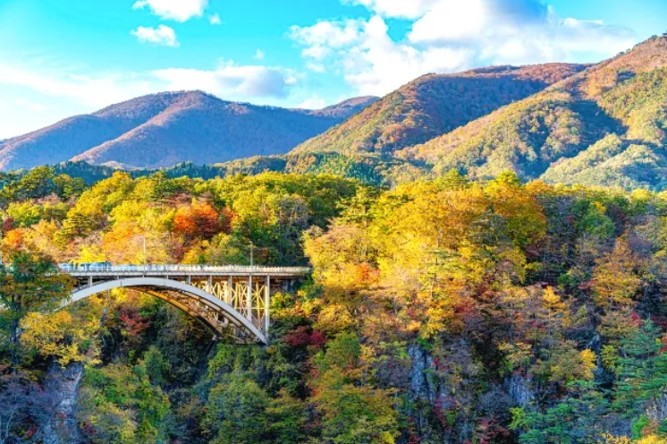 activityjapan's tweet photo. 🍁【2026年 鳴子峡の紅葉はいつ？】

宮城・鳴子峡の見頃は、
10月末〜11月初旬が最盛期の見込みです。

切り立った峡谷を、
赤・黄・緑が埋め尽くす景色。 

東北でも屈指の紅葉名所と呼ばれる理由は、
一目瞭然です👀✨

📍おすすめの見方
 
▶大深沢橋：
 峡谷を正面から見下ろす大パノラマ。まずはここへ

▶見晴台（鳴子峡レストハウス）：
峡谷を見渡せる定番の撮影スポット

▶大深沢遊歩道（約2.2km）：
 ※臨時閉鎖の案内あり。
訪問前に最新情報を要確認✍️

🕐混雑は土日祝の10〜15時がピーク。 
平日の早朝か、15時以降が狙い目です。

紅葉を眺めたあとは、
鳴子温泉で冷えた体をあたためて。

秋の東北旅、ここから計画してみませんか♨️