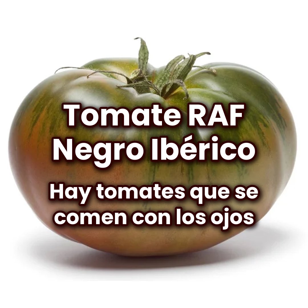Delcampoacasa's tweet photo. 🍅🖤 Hay tomates que se comen con los ojos antes que con la boca.

Tomate RAF negro ibérico, variedad Marmande. Córtalo en rodajas con un buen AOVE y escamas de sal 🫒🧂

🚚 Te lo llevamos a casa en Madrid 👉 https://t.co/lFNyb1qSyV

#TomateRAF #DelCampoACasa https://t.co/pDSmmI8zkW
