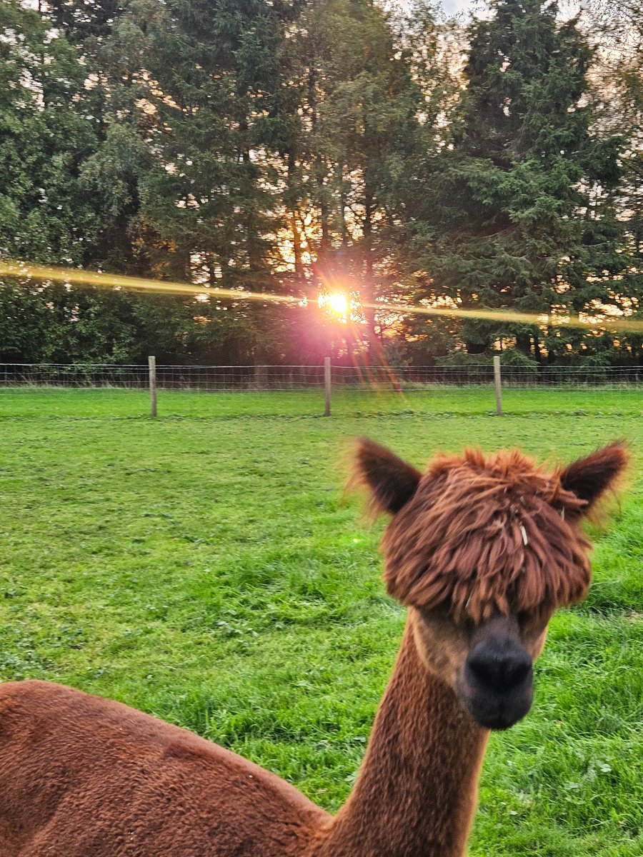 TheOaksBarn's tweet photo. October Alpacas 🦙✨🎃🧡🍂
#TheOaksBarnWedding
#Alpacas
#countrysidelife
#weddingbarn https://t.co/sowc1jf8vP
