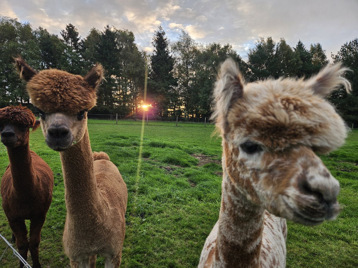 TheOaksBarn's tweet photo. October Alpacas 🦙✨🎃🧡🍂
#TheOaksBarnWedding
#Alpacas
#countrysidelife
#weddingbarn https://t.co/sowc1jf8vP