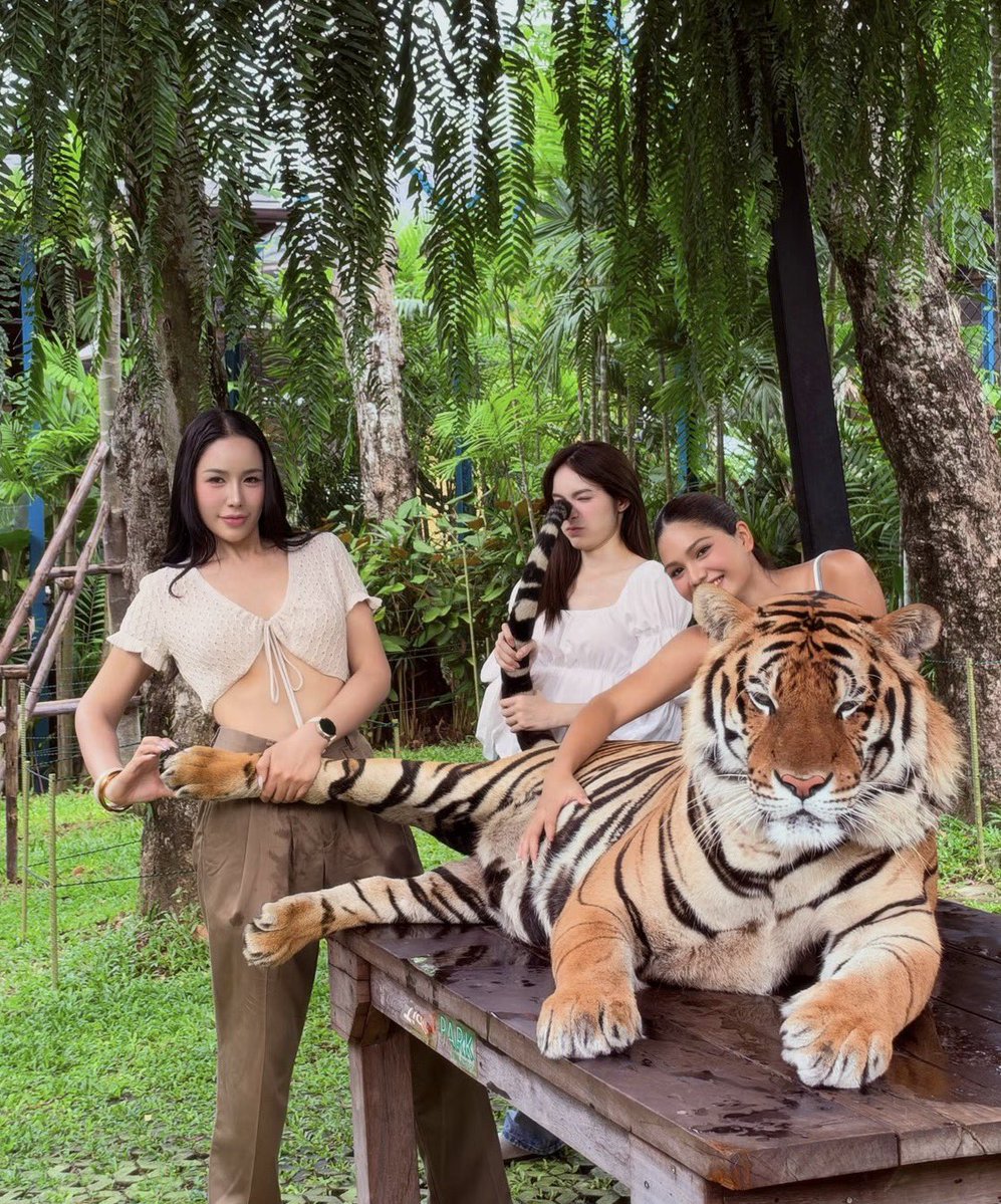 _alifyou7's tweet photo. ดูชลมานจับเสือเหมือนจับแมวเลย555555555555🐯✨

#ชาล็อตออสติน #CharlotteAustin https://t.co/rsT2aqYMRs