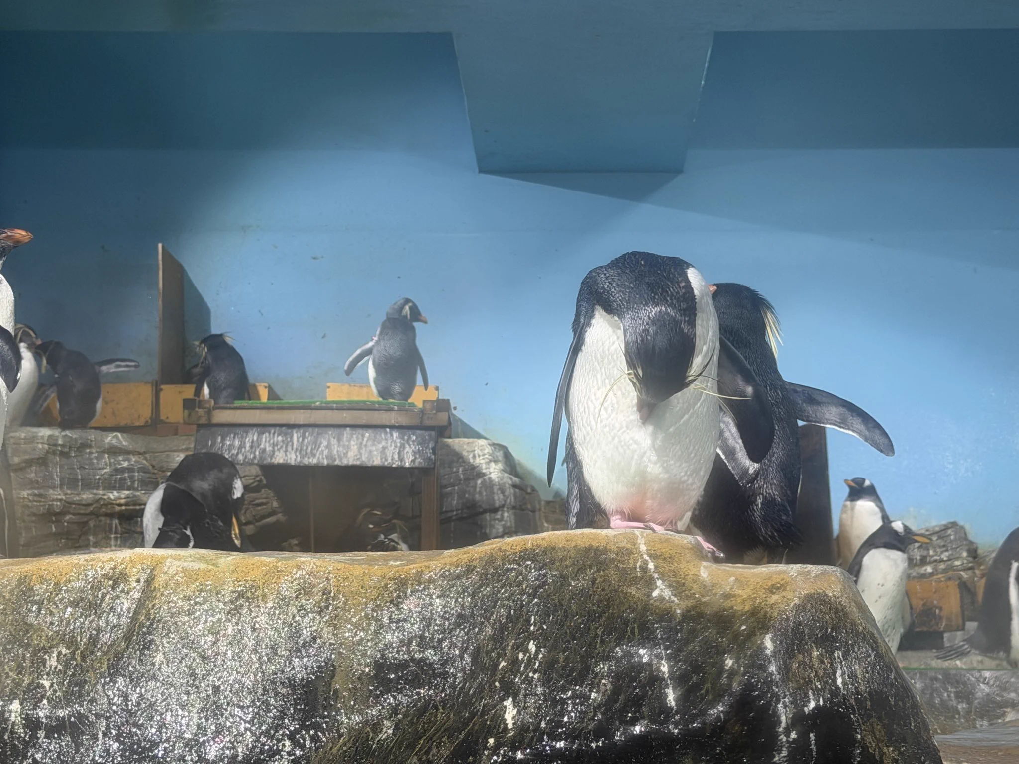 キタイワトビペンギン：いらっしゃーせーとご挨拶いただきました