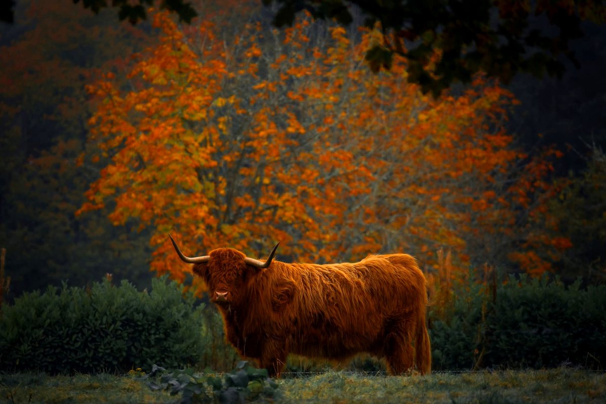 BhriainGael's tweet photo. Scottish Autumn Countryside 2026 🏴󠁧󠁢󠁳󠁣󠁴󠁿💙🧡🍂🍁 https://t.co/PiDj1dMH5m