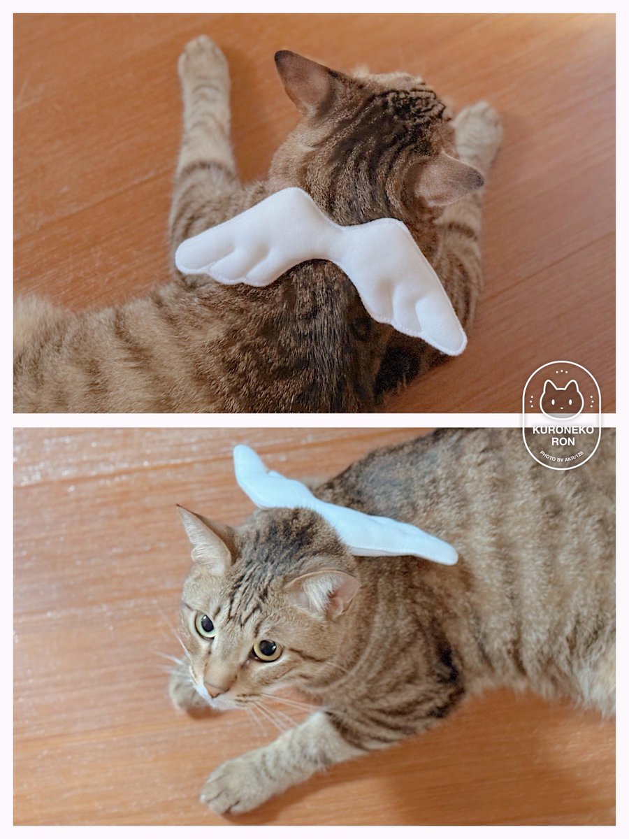 bou128's tweet photo. ハロウィンにそなえて天使の羽を買いました
かわいすぎる https://t.co/s5OrsFTeMs