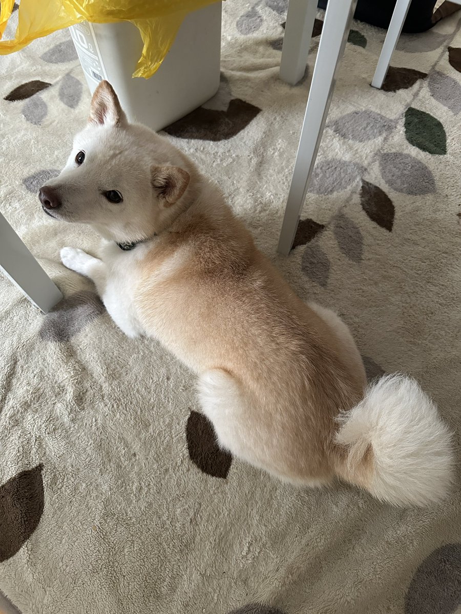 Minafivem's tweet photo. @yayoisub0309 犬はいいゾ https://t.co/exf3L43oUZ