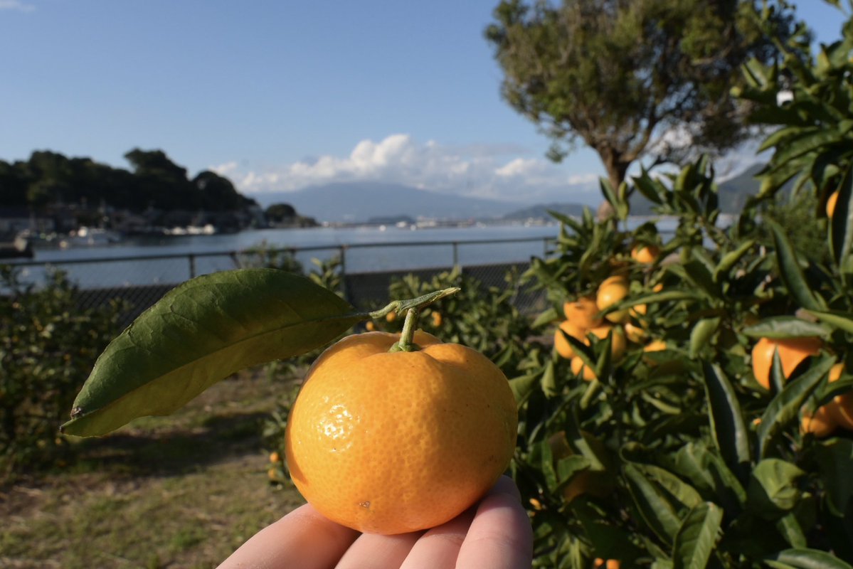 landgraph_T's tweet photo. 沼津に、みかん狩りの季節がやってきました。 https://t.co/kbYLOvzUOn