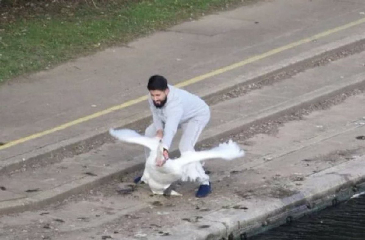 benonwine's tweet photo. Still believe migrants aren’t killing and eating our beautiful swans! 🦢😢

The left denies it, but it’s clear for all to see. You won’t hear about it on the mainstream media. Thank God for X, otherwise we wouldn’t know half of what is actually happening. https://t.co/a0MEtCUqN8