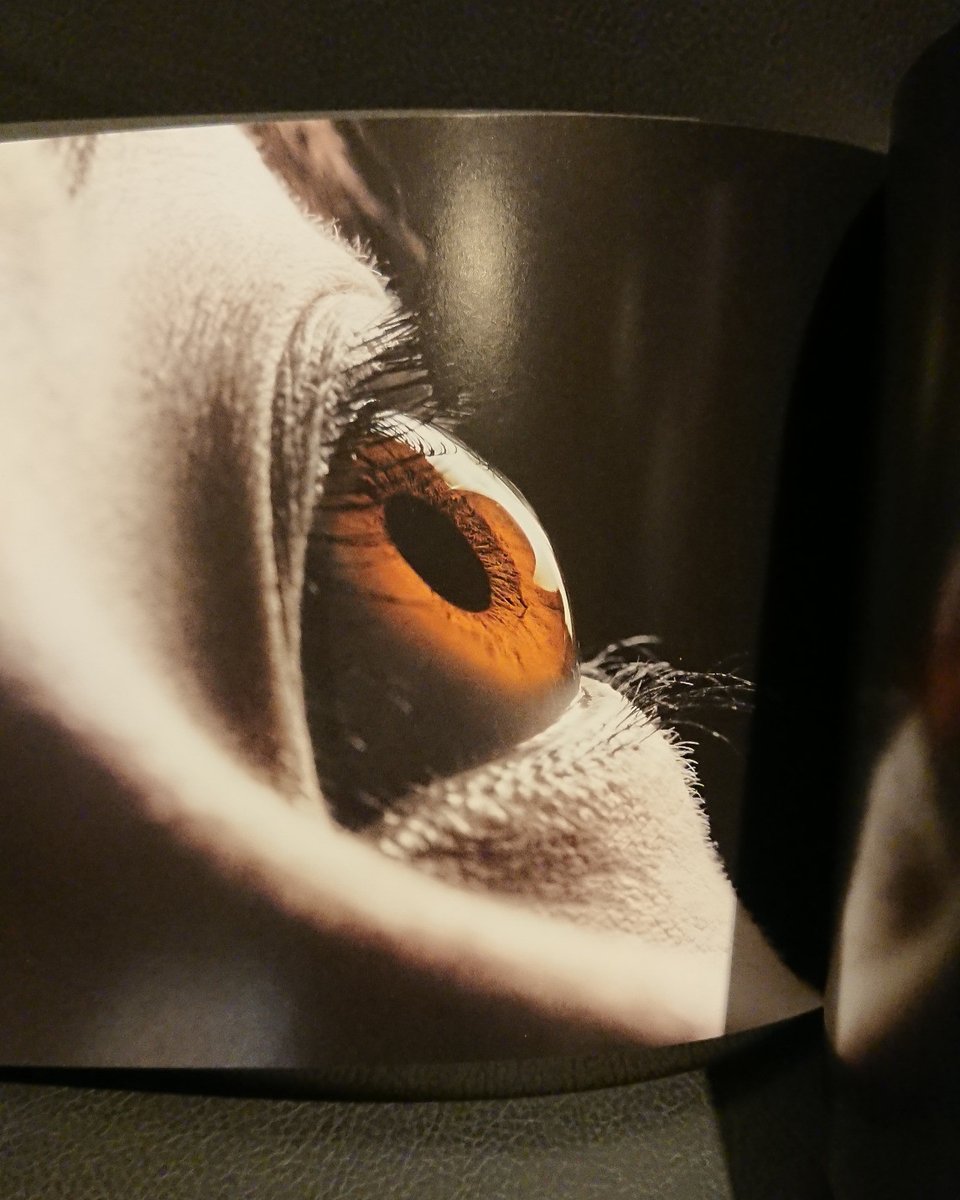 Book_Genshisha's tweet photo. 『瞳・虹彩・光』。瞳の写真集です。60人のモデルを被写体にしています。人間の瞳を色々な角度から撮影しており、色、まつげの生え方やその長さ、メイクの仕方、瞳孔の中に映り込んだもの、光の加減によって様々な表情を見せる瞳の写真約120点を収録しています。書肆ゲンシシャにてご覧いただけます。 https://t.co/NtdW51LNY6