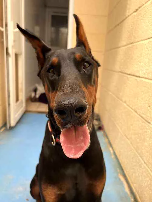 Animal Adoptions UK 🐕‍🦺🐈🐎 ️ on X: 