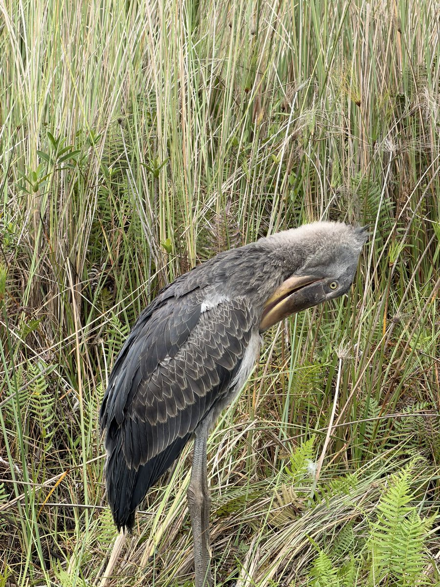 bryanodong's tweet photo. Looking for big birds https://t.co/Xu773W5Omd