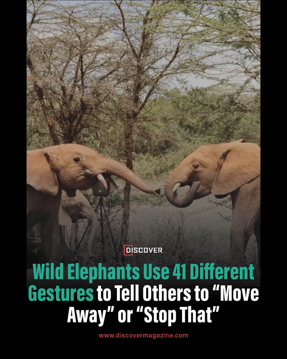 DiscoverMag's tweet photo. Learn how elephants use their trunks and ears to get a response from others, and why they keep gesturing when ignored. https://t.co/XpGdyB74KL https://t.co/d7nAhWDUti