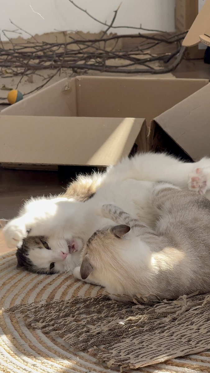 urlicer's tweet photo. @Ali_Homsi wow, sounds like an idea, gonna try, thank you. yes , that is my cat, one of them 😺 https://t.co/sdxEypDLoU