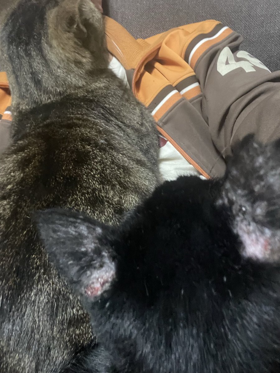 enema02rk's tweet photo. 今日、本当は有休取ってライヴに行くハズだったけどトラブルで行けなくなって。チケットは小僧の友達が行ってくれることになって。楽しんでくれてるかなあ（ちょっと心配）
#馬骨猫部 https://t.co/6z3VRTuSBL