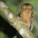 Photo by Bird-Photo-Tours ASIA (@BirdPhotoTours)