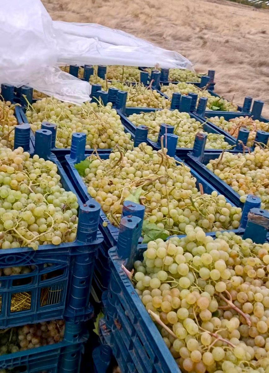 ceyk23ete's tweet photo. Elazığ'da 80.000 ton sofralık Uzum ve Sanayi Alkol üretiminde kullnilcak Üzüm alıcı bekliyor..
Satamayinca ne yapacaz.
@tarimbakan
@cuneytozdemir
@ticaret
@hayrettinUçak

https://t.co/RPjTjmzvSo https://t.co/06RfTdmMjO