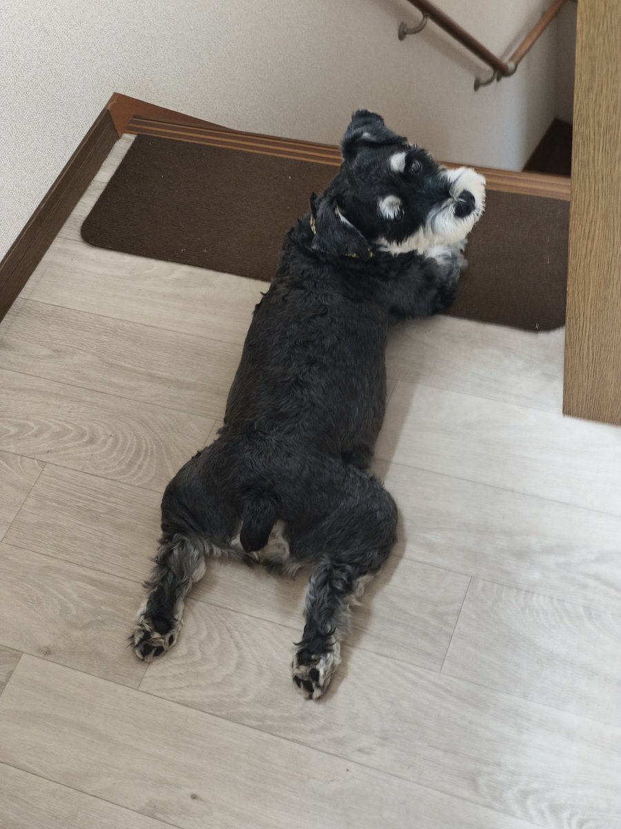 RockGal2022's tweet photo. 階段の下になんかあるん?
#Schnauzer
#dog
#犬のいる幸せ
#いぬのいる暮らし
#ミニチュアシュナウザー
#シュナウザー
#YOLOWS
#Rock
#Gal
#슈나우저
#강아지
#개 https://t.co/7PnPavJ4Mj