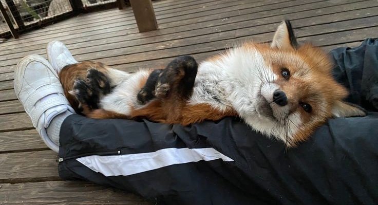 Joey_FS's tweet photo. Just chillin https://t.co/Iols3tO9HI