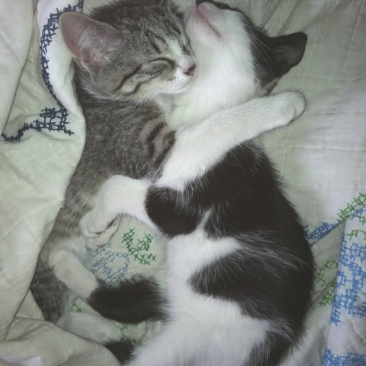 BestOfMeow's tweet photo. https://t.co/XYpFj92QDz