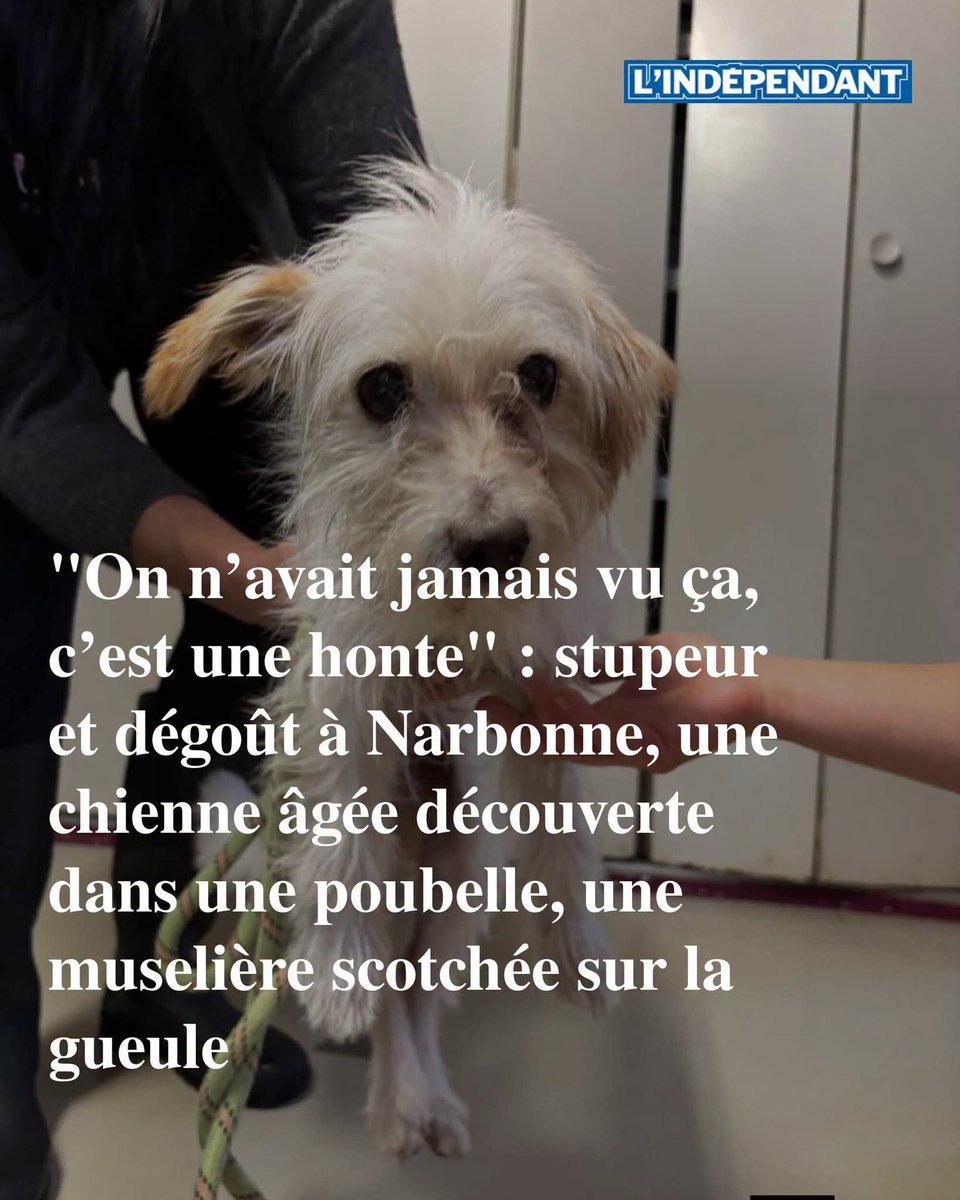AdeaClaude's tweet photo. "On n’avait jamais vu ça, c’est une honte" : stupeur et dégoût à Narbonne, une chienne âgée découverte dans une poubelle, une muselière scotchée sur la gueule
➡️ https://t.co/e3Q73V7Wkv https://t.co/E5zmQEknbl