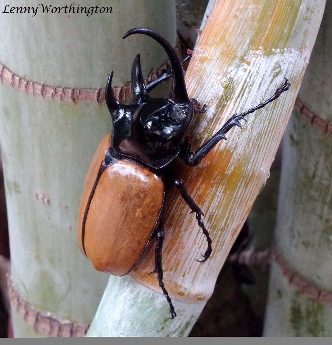 ProchikExplains's tweet photo. 🪲 Nearly 4 inches long, and it can fly!

Meet Eupatorus gracilicornis, the five-horned rhinoceros beetle. Males use their remarkable horns to compete for mates.

📷 Wikimedia Commons: Rushenb / CC BY-SA 4.0; Len Worthington / CC BY-SA 2.0; Didier Descouens / CC BY-SA 4.0 https://t.co/DCefE1Msr8