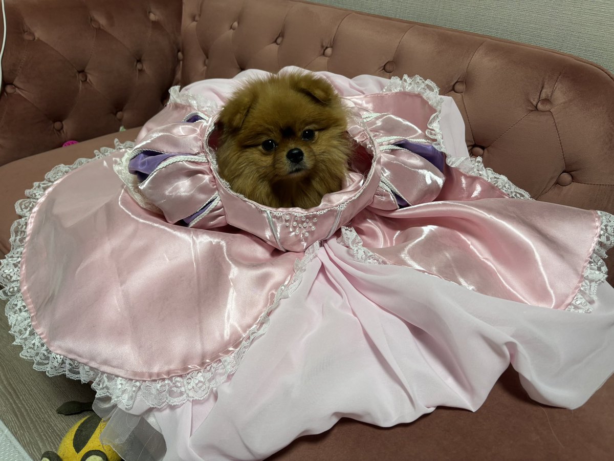tawanwan0103's tweet photo. 魔法が解けて犬に戻ってしまったポメ https://t.co/6s4GysSS3j